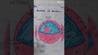 nucleus biology diagram youtubeshorts shorts [upl. by Spanjian802]