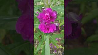 Impatiens Balsamina Flowers nature balsam flowers greenery beauty [upl. by Ydnyl]