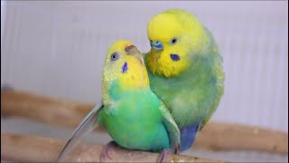 Budgies  parakeets  Mating  Breeding [upl. by Nolrah]