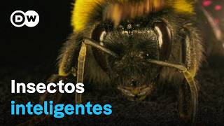 La asombrosa inteligencia de los abejorros las avispas y otros insectos  DW Documental [upl. by Lohman]