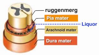 Ruggenmerg medulla spinalis [upl. by Na373]