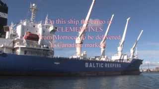 Unloading the Reefer Ship BALTIC HOLLYHOCK [upl. by Maud]