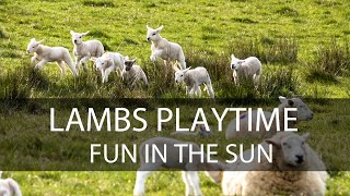 Spring Lambs have fun in the Sun  Chill Out Video to Make You Smile [upl. by Fidel]