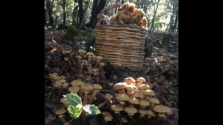 Chiodini di Sicilia Armillaria mellea [upl. by Geffner]