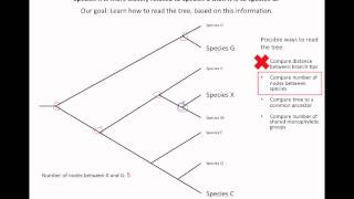 How to read an evolutionary tree [upl. by Clarkin16]