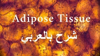 Histology  Adipose Tissue  شرح عربي [upl. by Enahsal62]