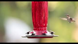 Slow Motion Hummingbird [upl. by Hedges544]