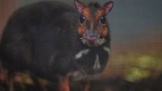 Rare Philippine Mouse Deer born at UK zoo [upl. by Mello]