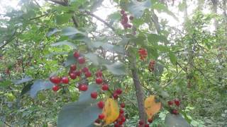 Tree ID Chokecherry 2 Fruiting [upl. by Annodal134]