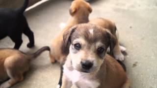 BeagleLabrador Puppies [upl. by Inimod]