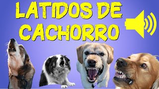 Latido de Cachorros de 10 Raças  Efeito Sonoro de Cachorro Latindo [upl. by Milburr108]