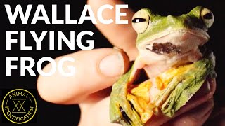 Can This Frog Really Fly ft Wallace Flying Frog [upl. by Sheehan]