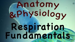 Cellular Metabolism For Anatomy and Physiology  Respiration Fundamentals 0402 [upl. by Azeel]