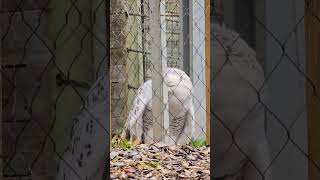 Cute Snowy Owl Cleans Its Beak After Eating  Incredibly Rare Owl 🤩 [upl. by Piefer]