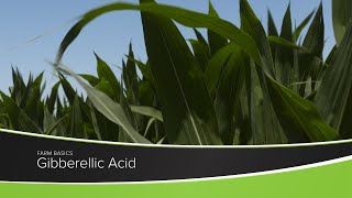 Gibberellic Acid [upl. by Sirtaeb549]