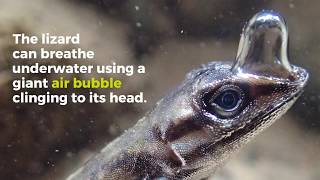 “Scubadiving” lizard can stay underwater for 16 minutes [upl. by Anead]