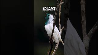 The Bearthroated Bellbird  What A Sharp Song 🤩 [upl. by Ailahtan]