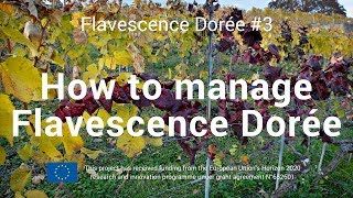 Flavescence Dorèe 3  How to manage FD [upl. by Rafiq]