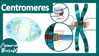 Centromeres  Centromeres and Kinetochores  Chromosomal organization  centromere function [upl. by Fogg716]