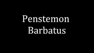 How to pronounce Penstemon Barbatus [upl. by Emmerich]