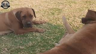 Real Boerboels  Boerboel Pack Playtime 5 Dogs Rolling in the Garden Grass [upl. by Kimberly]