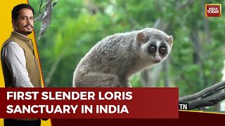 India Gets Special Sanctuary For Endangered Slender Loris In Tamil Nadu  Tamil Nadu News [upl. by Atinomar]