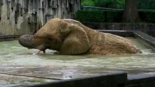 アフリカゾウ・ケニー雨中の大暴れ！African elephant acts violently in rain [upl. by Barncard841]