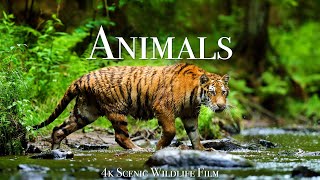 Animals of Amazon 4K  Animals That Call The Jungle Home  Amazon Rainforest Scenic Relaxation Film [upl. by Cissie]