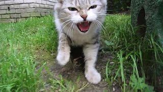 cat hisses at me and very hungry [upl. by Nevil]