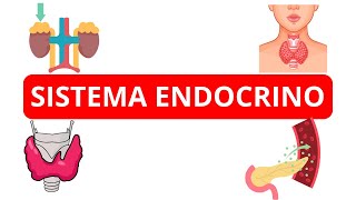 🔴🔵 Breve SISTEMA ENDOCRINO Función y parte  Mapa conceptual  José Moreno [upl. by Alehtse]