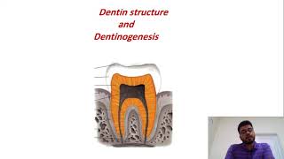 Dentine Structure amp Dentinogenesis part1 [upl. by Cheke]