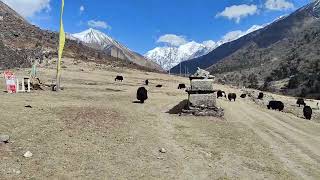 LANGTANG NATIONAL PARK 🏞️🌄 WILD YAK [upl. by Ahsurej]