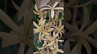 Dried sandpaper Vine Flowers with seeds [upl. by Anerhs]