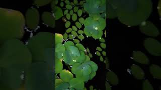 Pistia stratiotes ll Aquatic plant [upl. by Enitsej]