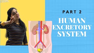 How to draw human excretory system in easy steps Life processes  Biology ncert class 10 Science [upl. by Adirem]