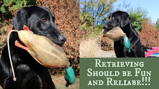 Labrador Retriever Training  Force Fetch vs Inductive Retrieve [upl. by Faruq]