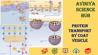 Protein transport by coated vesicleMECHANISMS OF VESCULAR TRANSPORT cell biology Part 9 [upl. by Lewap]