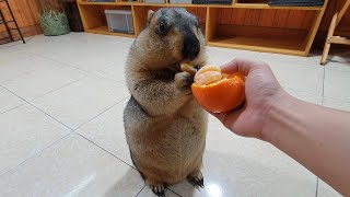 marmot experiences an orange for the first time [upl. by Eelatan]