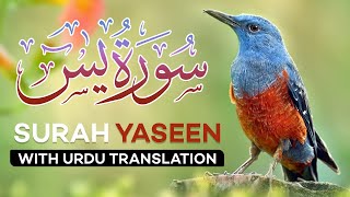 Surah Yasin  Yaseen  with Urdu Translation  Quran Tilawat Beautiful Voice  Hindi Tarjuma [upl. by Alidis]