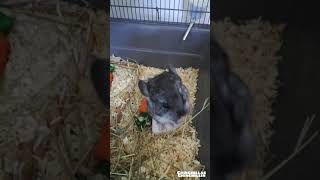 Baby chinchilla noises  Chinchillas Chinchillin [upl. by Newel75]