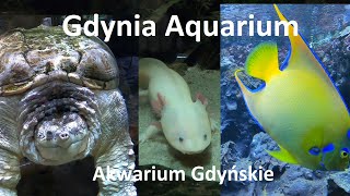 Aquarium Gdynia Poland  Full review [upl. by Layton]