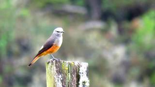 redrumped bush tyrant Cnemarchus erythropygius Parque natural Sumapaz aves de paramo [upl. by Syck]