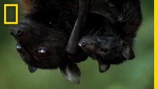 Meet the Worlds Biggest Bat  National Geographic [upl. by Prebo738]