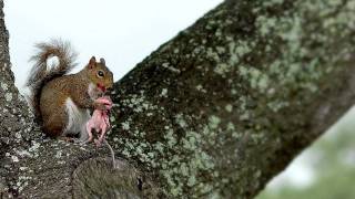 squirrel cannibal [upl. by Rilda3]