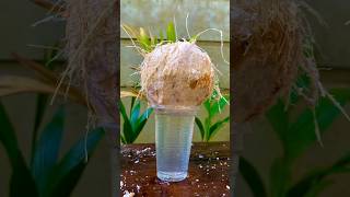 Unbelievable coconut cutting talent 🥥🥥🥥shortvideo satisfying coconut [upl. by Lil]