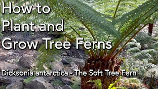 Tree Fern Care  Planting Dicksonia Antarctica  PLUS Watering Fertilizer and General Care [upl. by Adnalu]