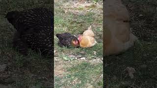 Buff Orpington Chicken cleaning Golden Laced Wyandotte 🐓 backyardchickens raisingchickens [upl. by Bekaj]