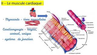 Les tissus musculaires  Caractéristiques  Types des muscles Strié cardiaque lisse [upl. by Isabella]