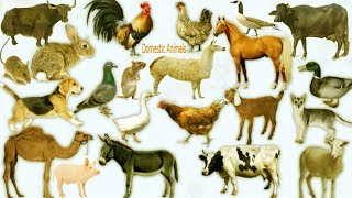 Domestic Animals Name Meaning amp Image  Domestic Animals Vocabulary [upl. by Sander]