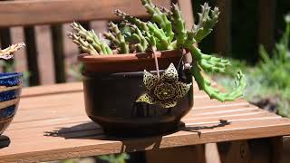 Stapelia Orbea variegata  a flower and a seed pod June 2022 [upl. by Frida]